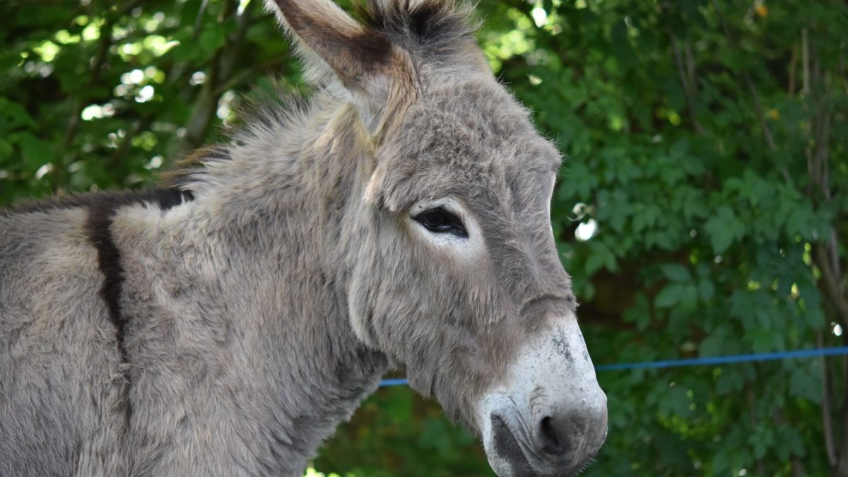 Conservatives Run Actual Donkey in Mennonite Town, Still Confident of ...